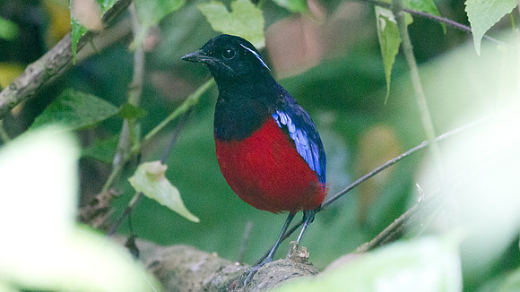 Black-headed Pitta (Pitta ussheri)