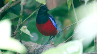 Black-headed Pitta (Pitta ussheri)