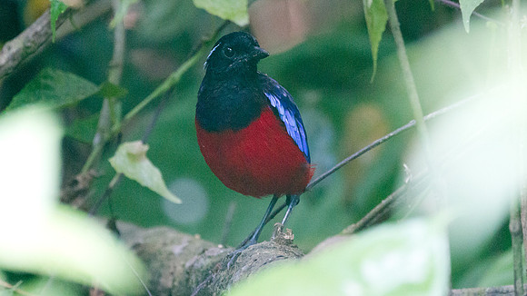 Black-headed Pitta (Pitta ussheri)