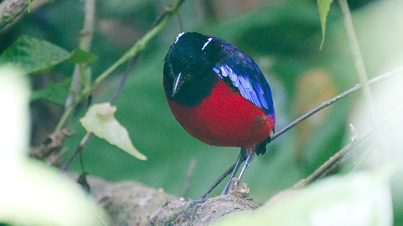 Black-headed Pitta (Pitta ussheri)