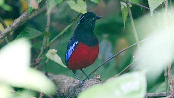 Black-headed Pitta (Pitta ussheri)
