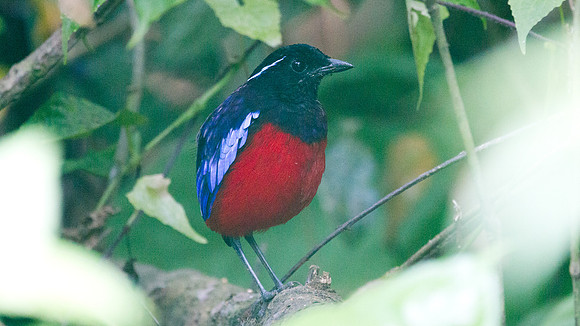 Black-headed Pitta (Pitta ussheri)