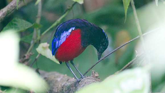 Black-headed Pitta (Pitta ussheri)
