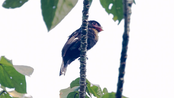 Dusky Broadbill (Corydon sumatranus)