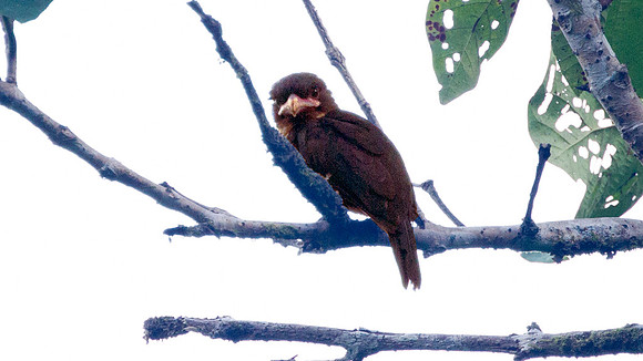 Dusky Broadbill (Corydon sumatranus)
