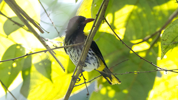 Dark-throated Oriole (Oriolus xanthonotus)