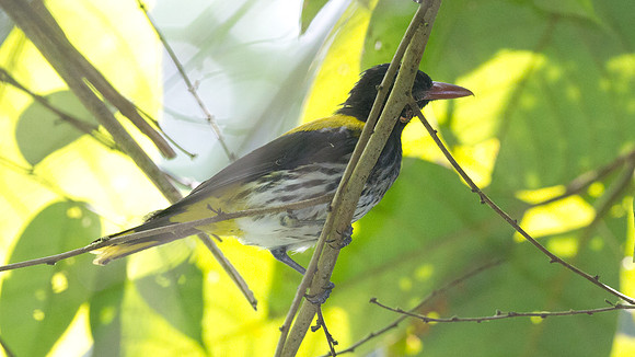 Dark-throated Oriole (Oriolus xanthonotus)