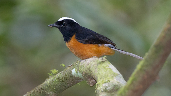 White-crowned Shama (Copsychus stricklandii)