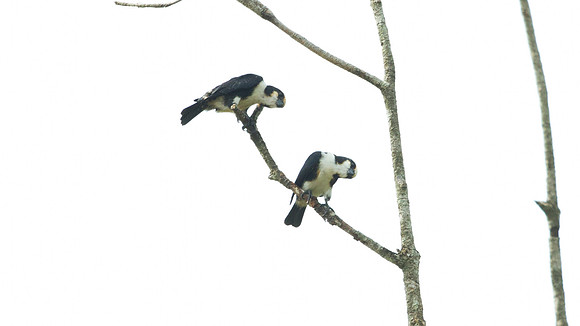White-fronted Falconet (Microhierax latifrons)