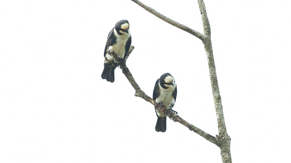 White-fronted Falconet (microhierax latiforms)