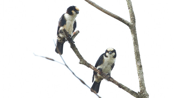 White-fronted Falconet (microhierax latifrons)