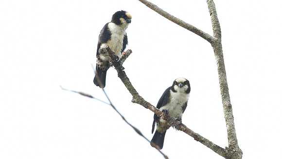 White-fronted Falconet (microhierax latifrons)
