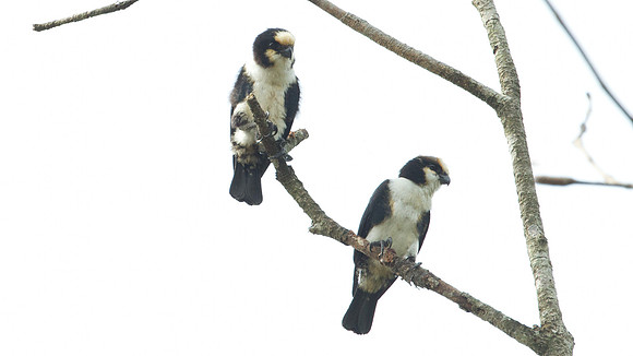 White-fronted Falconet (microhierax latiforms)