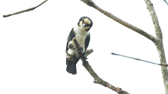 White-fronted Falconet (microhierax latiforms)