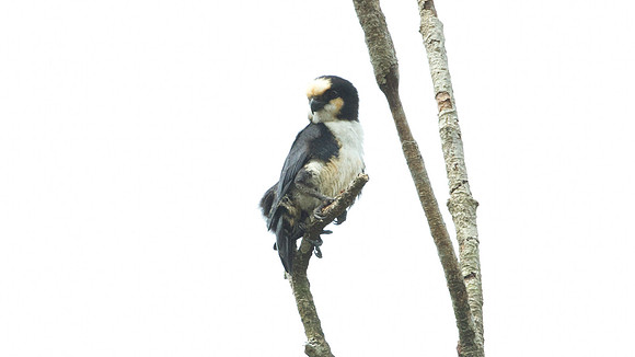 White-fronted Falconet (microhierax latiforms)