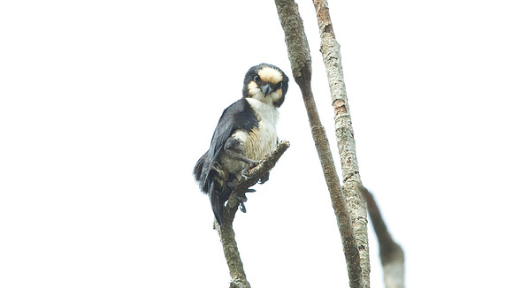 White-fronted Falconet (microhierax latiforms)
