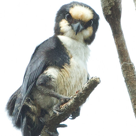 White-fronted Falconet (microhierax latiforms)