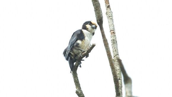 White-fronted Falconet (microhierax latiforms)