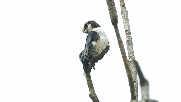 White-fronted Falconet (microhierax latiforms)
