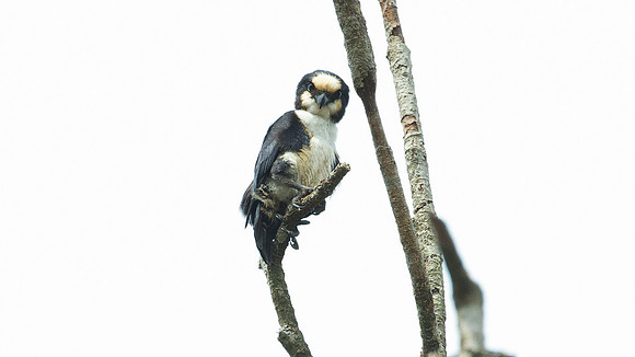 White-fronted Falconet (microhierax latiforms)