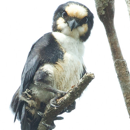 White-fronted Falconet (microhierax latiforms)