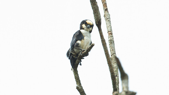 White-fronted Falconet (microhierax latiforms)
