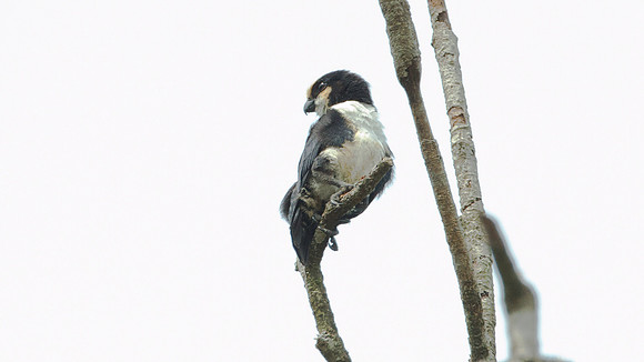 White-fronted Falconet (microhierax latiforms)