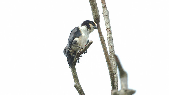 White-fronted Falconet (microhierax latiforms)