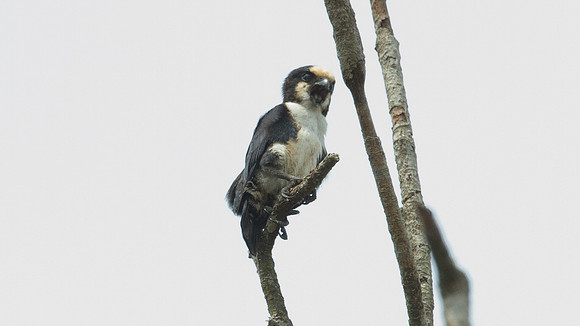 White-fronted Falconet (micohierax latifroms)