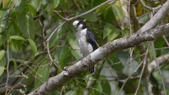 White-fronted Falconet (micohierax latifroms)