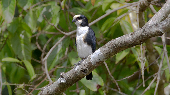 White-fronted Falconet (micohierax latifroms)