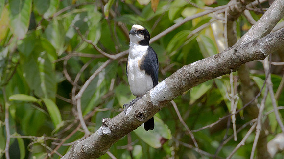 White-fronted Falconet (micohierax latifroms)