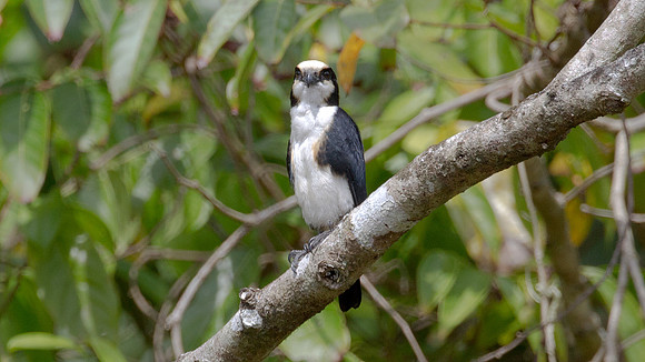 White-fronted Falconet (micohierax latifroms)