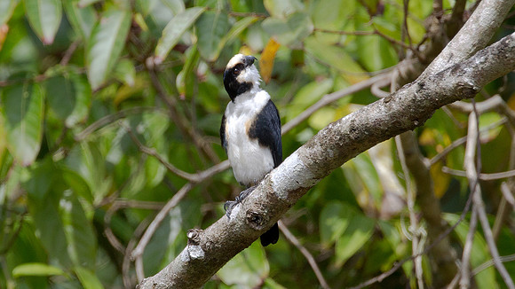 White-fronted Falconet (Microhierax latifroms) male