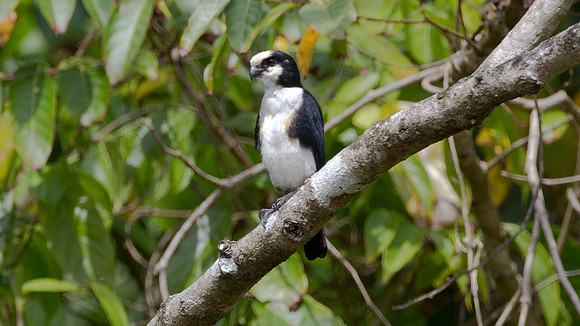 White-fronted Falconet (Microhierax latifroms) male