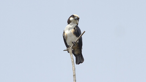 White-fronted Falconet (Microhierax latifroms) male