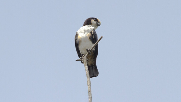 White-fronted Falconet (Microhierax latifroms) male