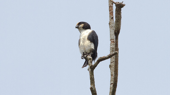 White-fronted Falconet (Microhierax latifroms) male