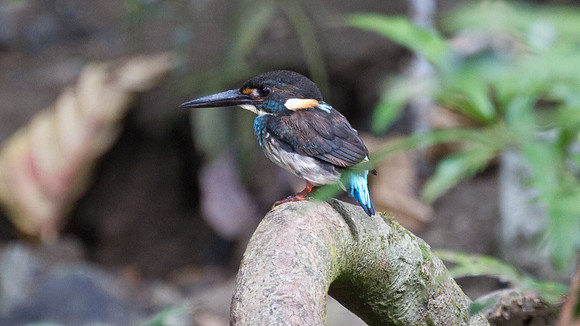 Blue-banded Kingfisher (Alcedo euryzona) male