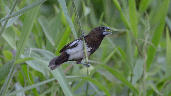 White-bellied Munia (Lonchura leucogastra)
