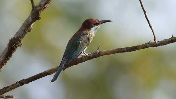Blue-throated Bee-eater (Merops viridis)