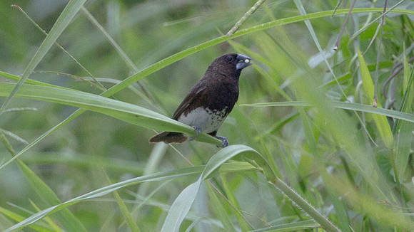White-bellied Munia (Lonchura leucogastra)