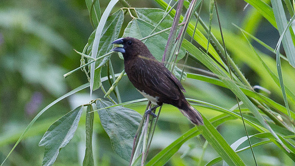 White-bellied Munia (Lonchura leucogastra)