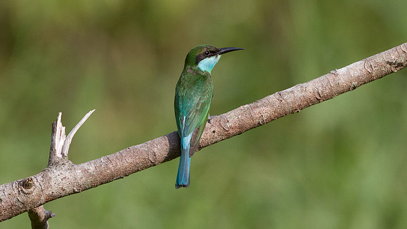 Blue-throated Bee-eater (Merops viridis)