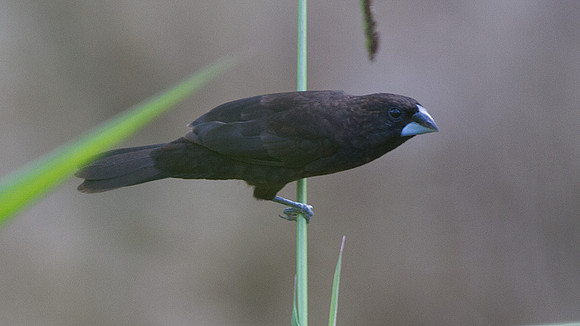 Dusky Munia (Lonchura fuscans)