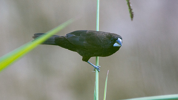 Dusky Munia (Lonchura fuscans)