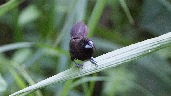 Dusky Munia (Lonchura fuscans)