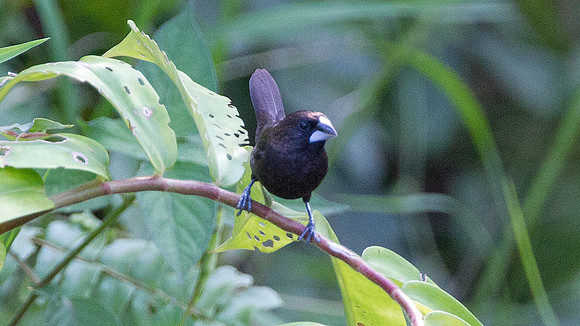 Dusky Munia (Lonchura fuscans)