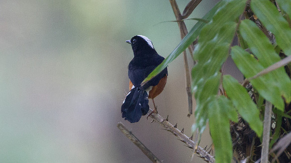 White-crowned Shama (Copsychus stricklandii)