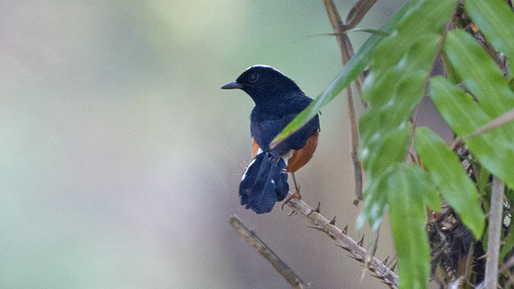 White-crowned Shama (Copsychus stricklandii)